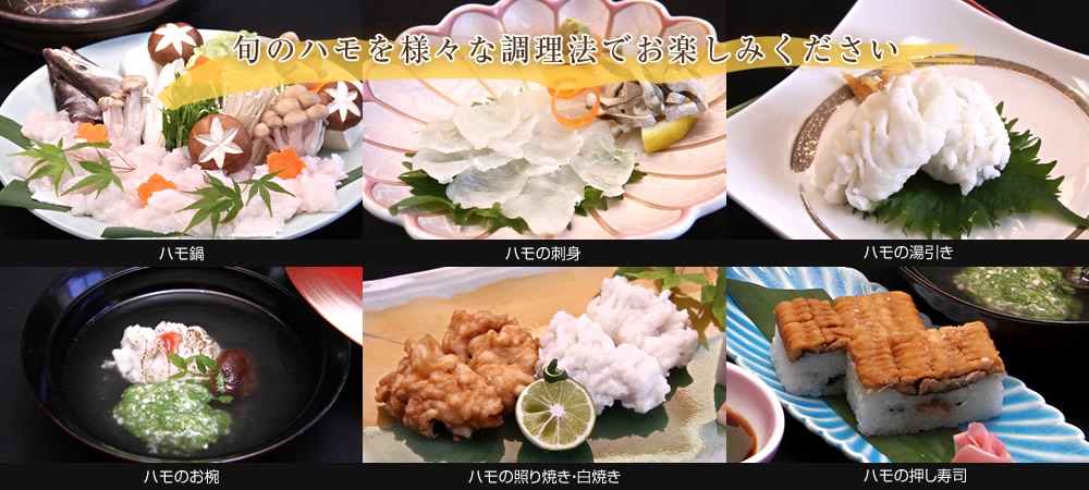旬のハモを様々な調理法でお楽しみください。ハモ鍋ハモの刺身ハモの湯引きハモのお椀ハモの照り焼き・白焼きハモの押し寿司